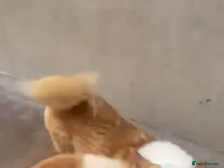 Welsh Corgi Pembroke dogs 2 kc registered corgis - Advert 1