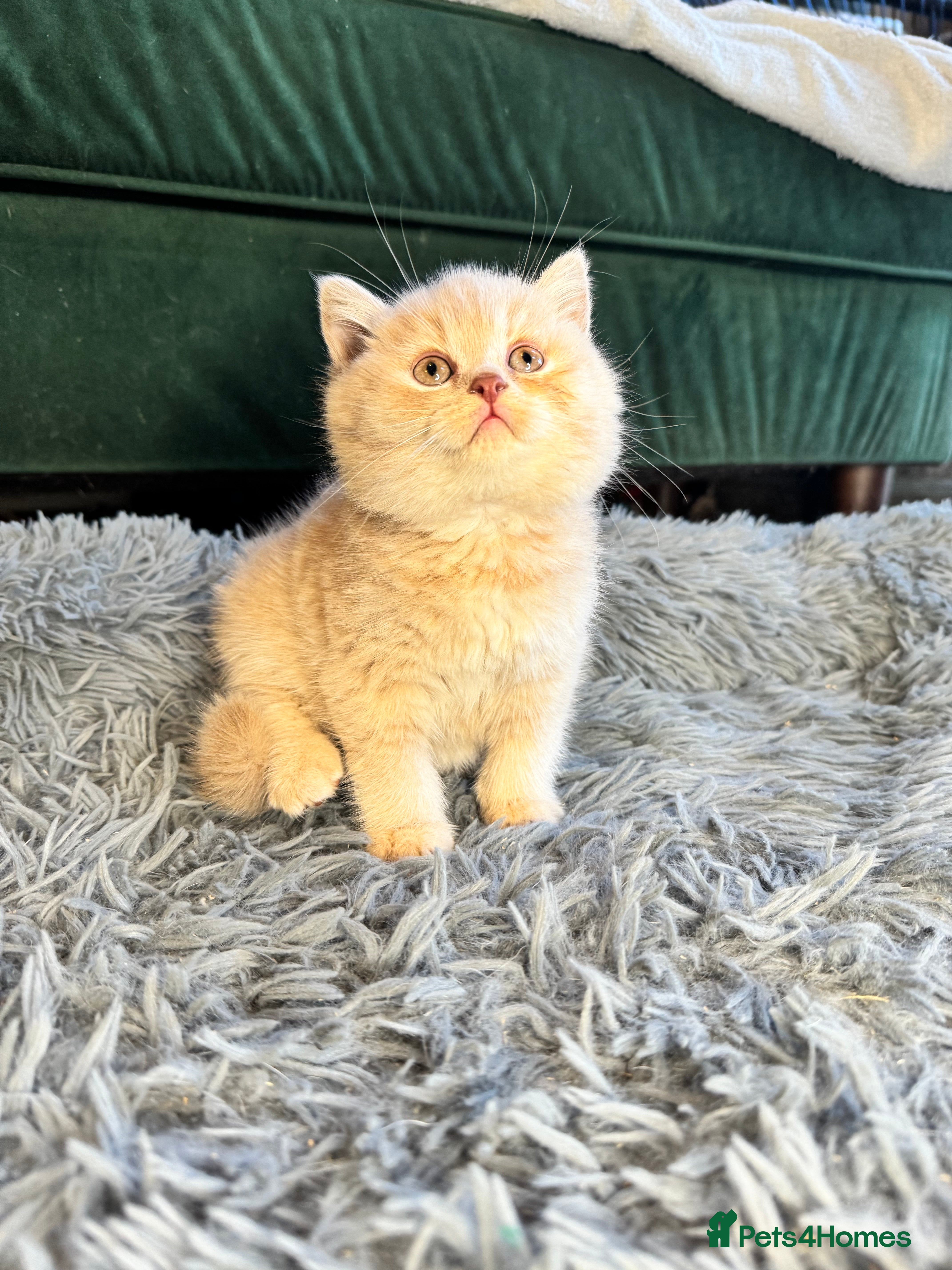 British Shorthair cats Beautiful Cream British Shorthair boys - Advert 2