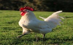 Chickens poultry for sale: 6 x POULET DE BRESSE GAULOISE Eggs - Image 2
