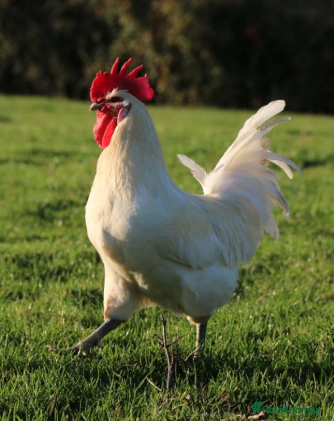 Chickens poultry for sale: 6 x POULET DE BRESSE GAULOISE Eggs - Image 2