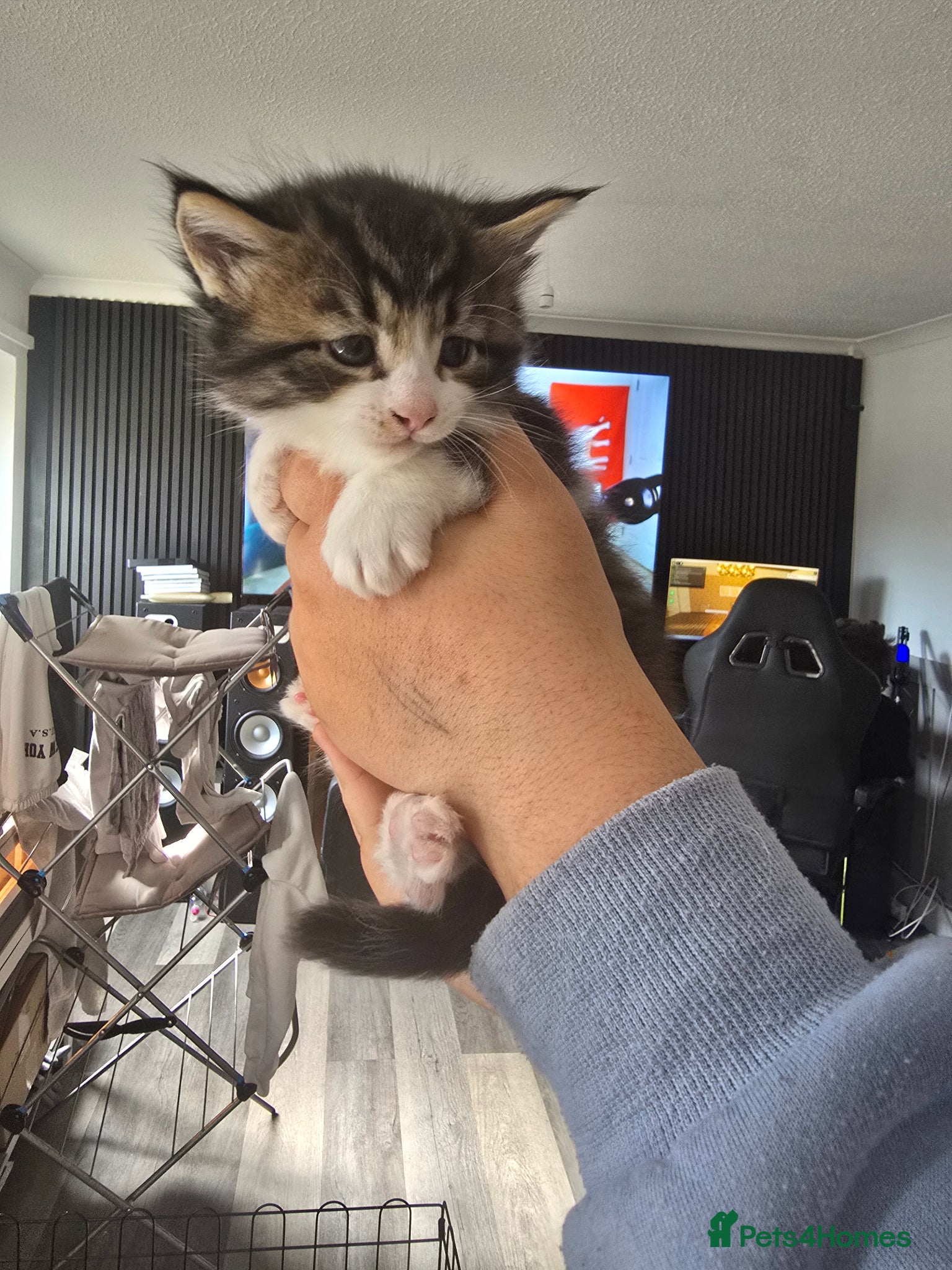 Maine Coon Kitten 1