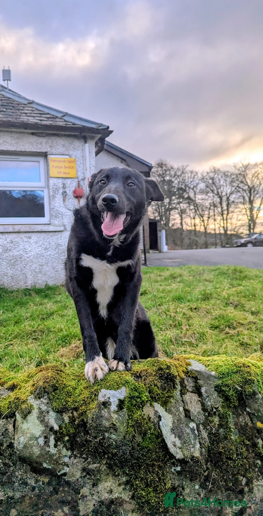 Border Collie dogs for sale: Jess  - Advert 1