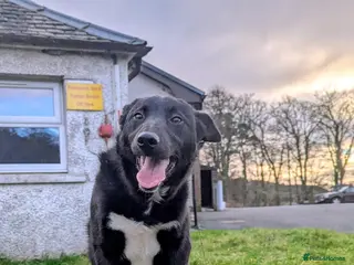 Border Collie dogs Jess - Advert 13