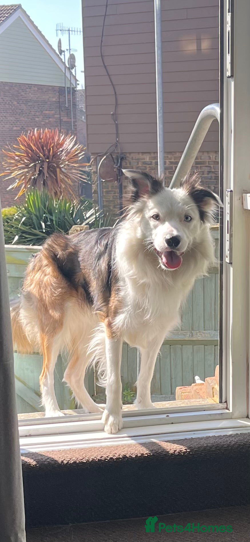 Border Collie dogs Sable border collie for 1st time stud - Advert 18