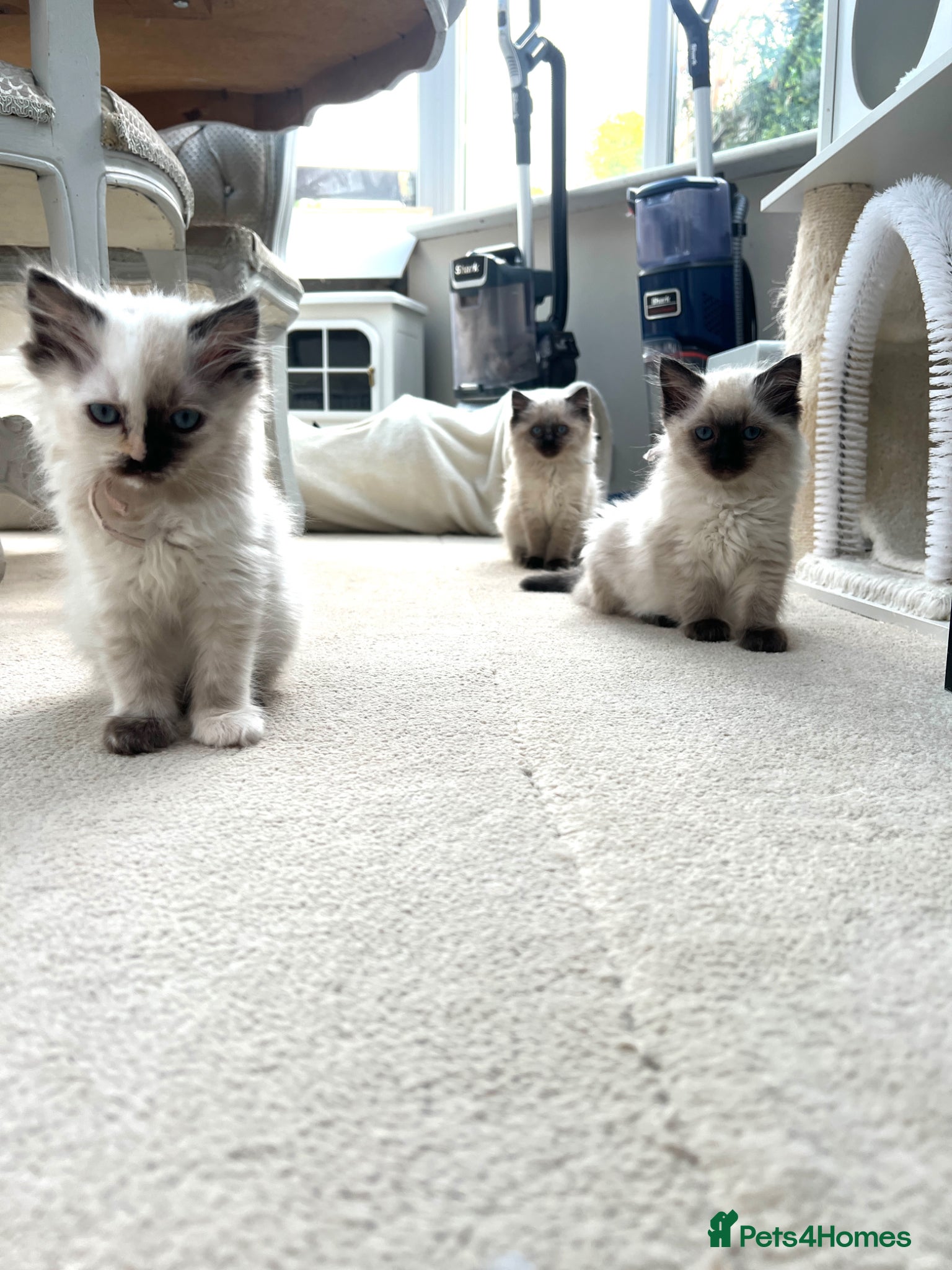 Ragdoll cats for sale: Two Pure Ragdolls  - Advert 1