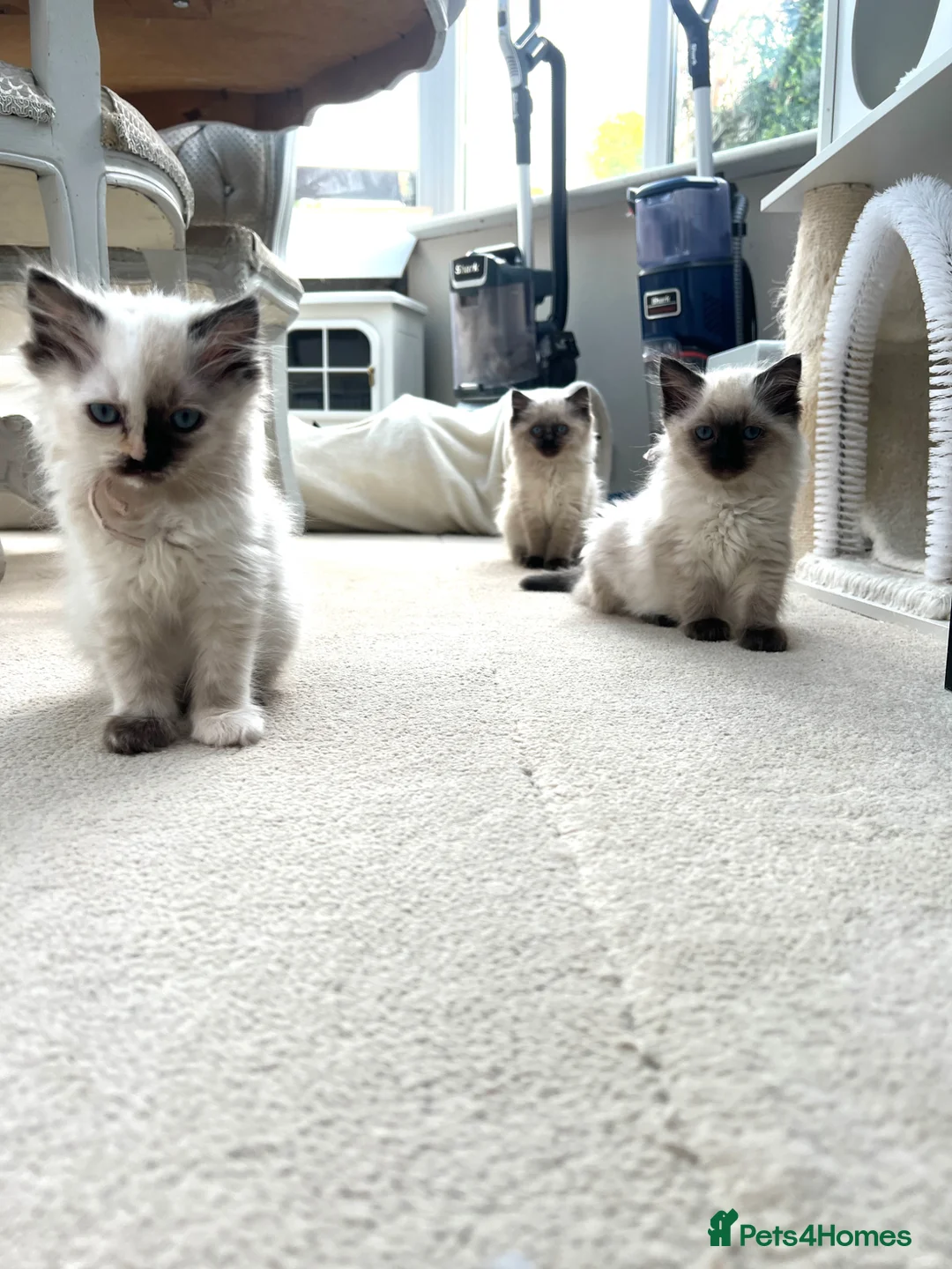 Ragdoll cats for sale: Two Pure Ragdolls  - Advert 1