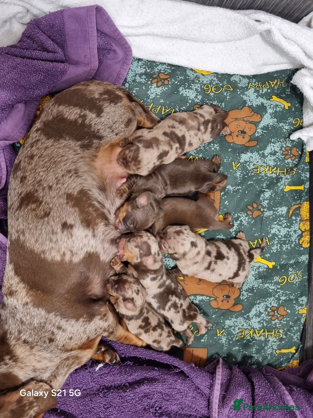 Miniature Dachshund dogs for sale: Miniature Dachshund  - Advert 8