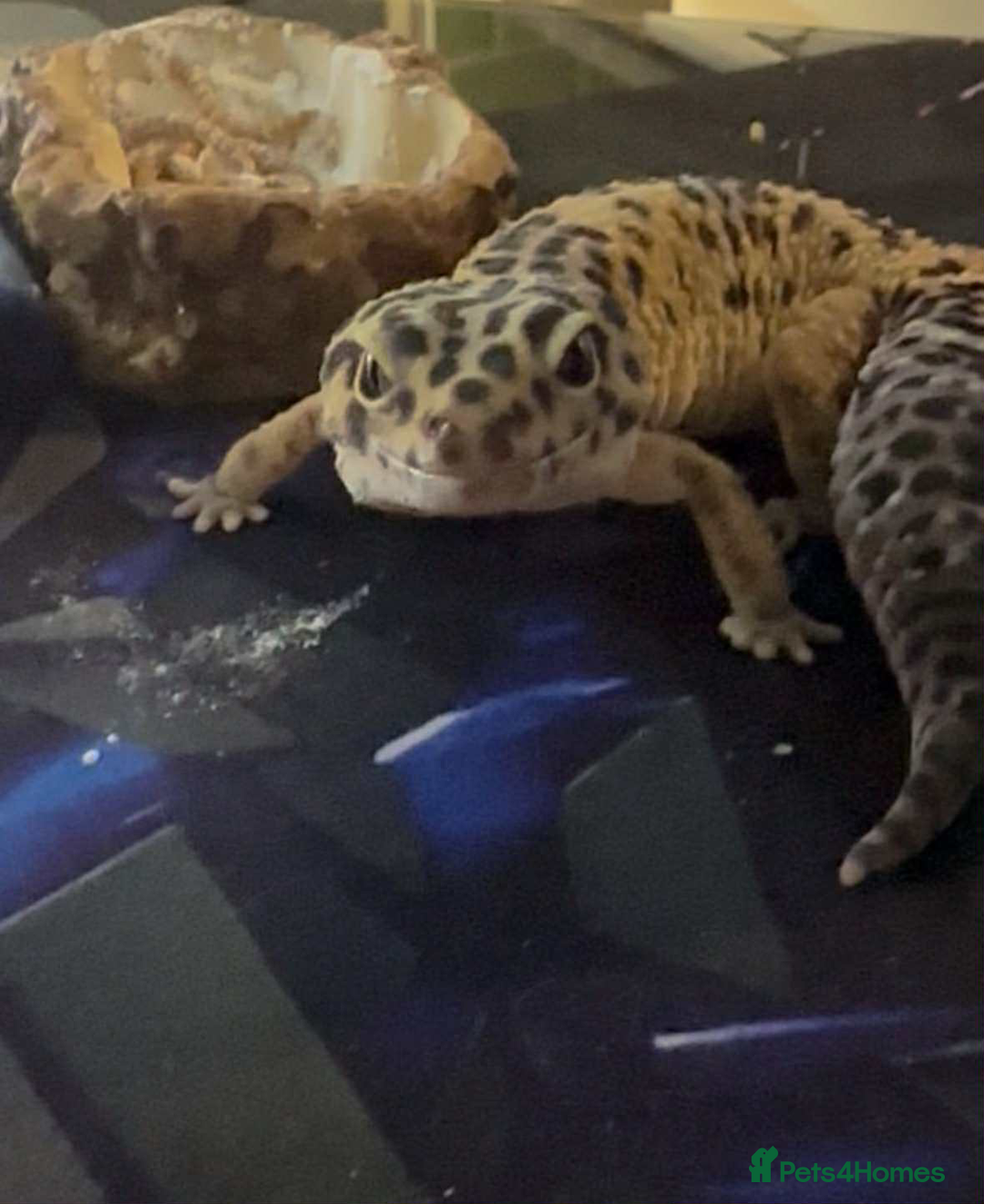 Leopard Gecko reptiles for sale: leopard gecko 5 years old - Advert 15