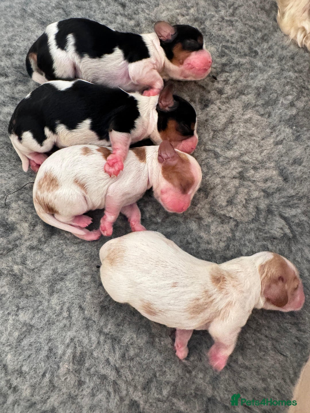 Cavalier King Charles Spaniel dogs for sale: Cavalier Pups – 0.10% COI, Health Tested, KC Reg - Image 1