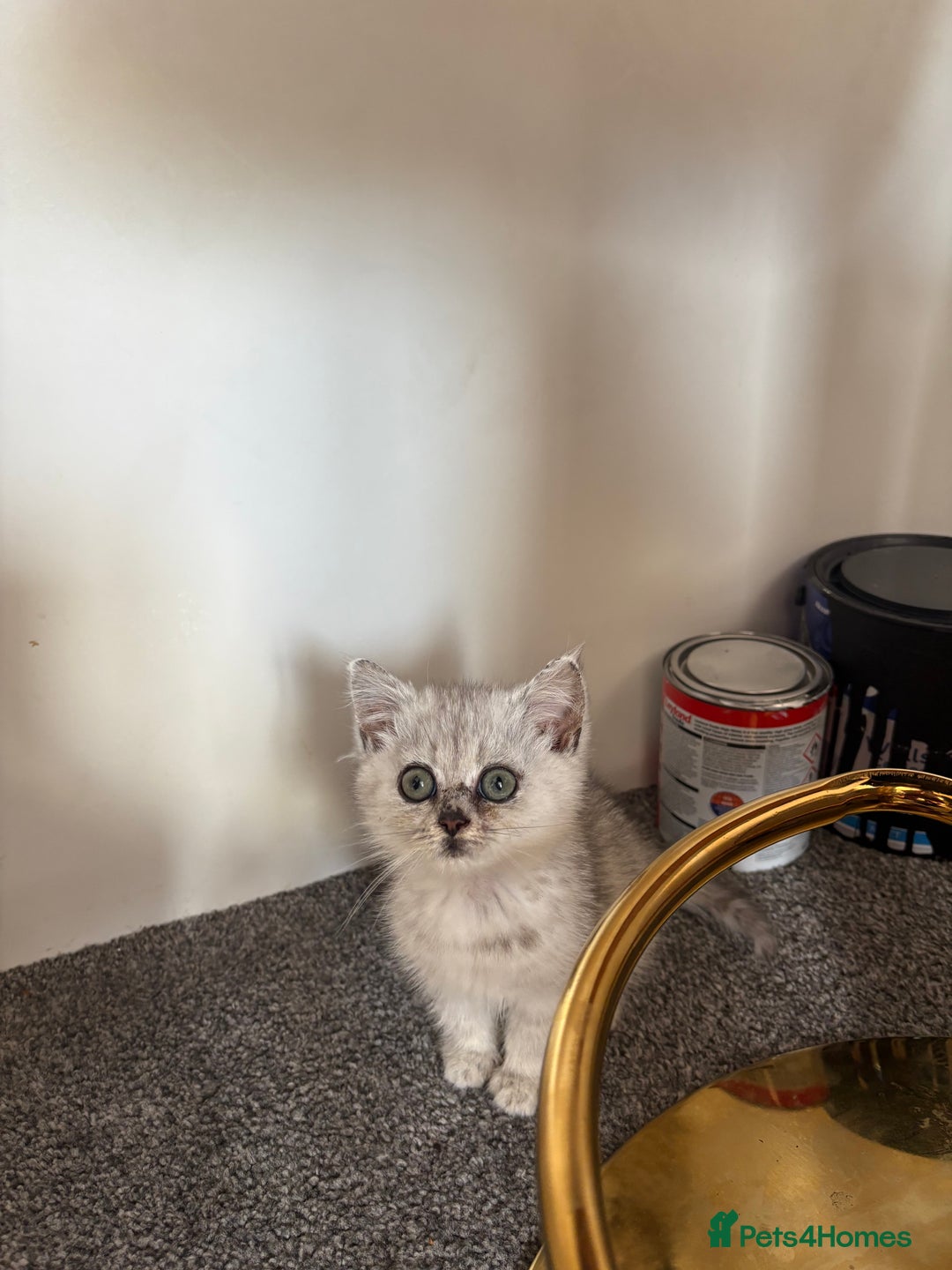 British Shorthair cats for sale: Persian X British short hair silver boy - Image 3