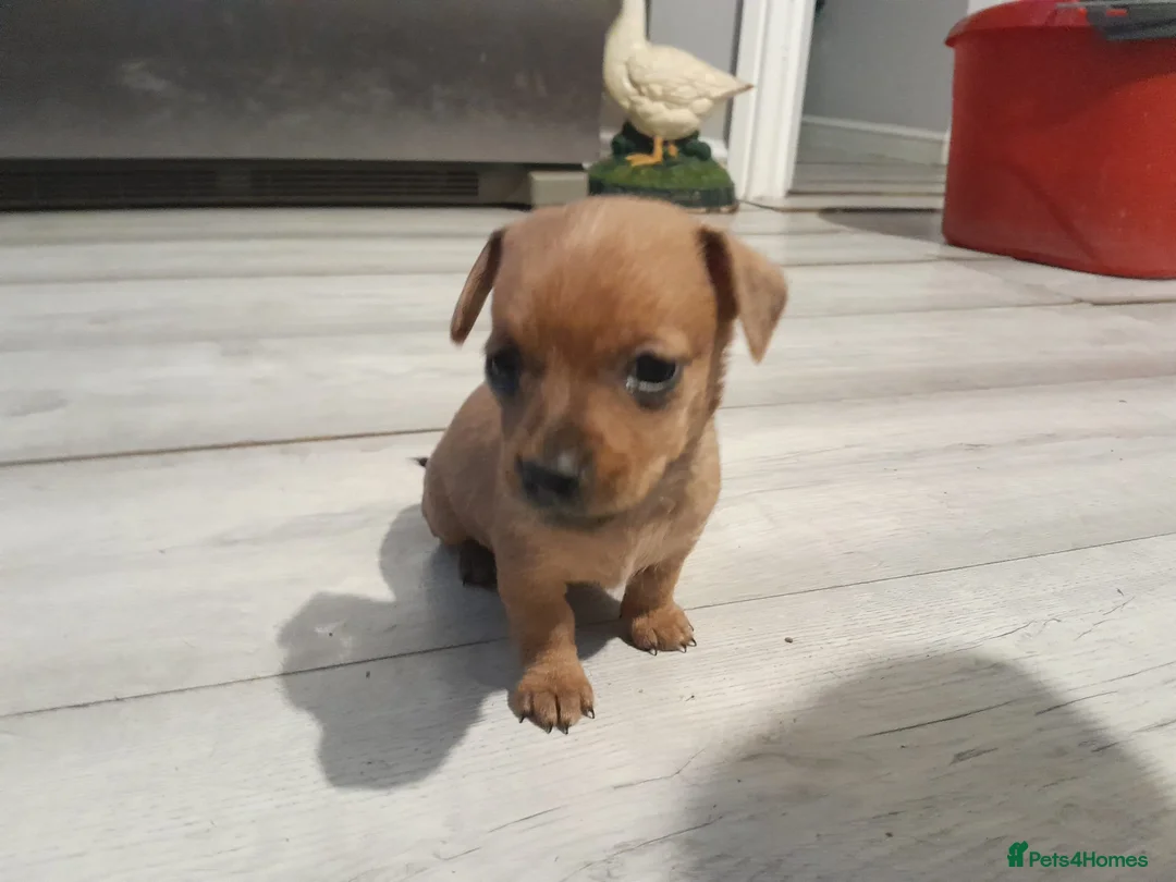 Mixed Breed dogs for sale: Cairn terriers - Advert 28