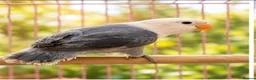 Lovebirds birds for sale: OPALINE DECINO YELLOW, DARK BLUE , DD BLUE OPALINE - Advert 4