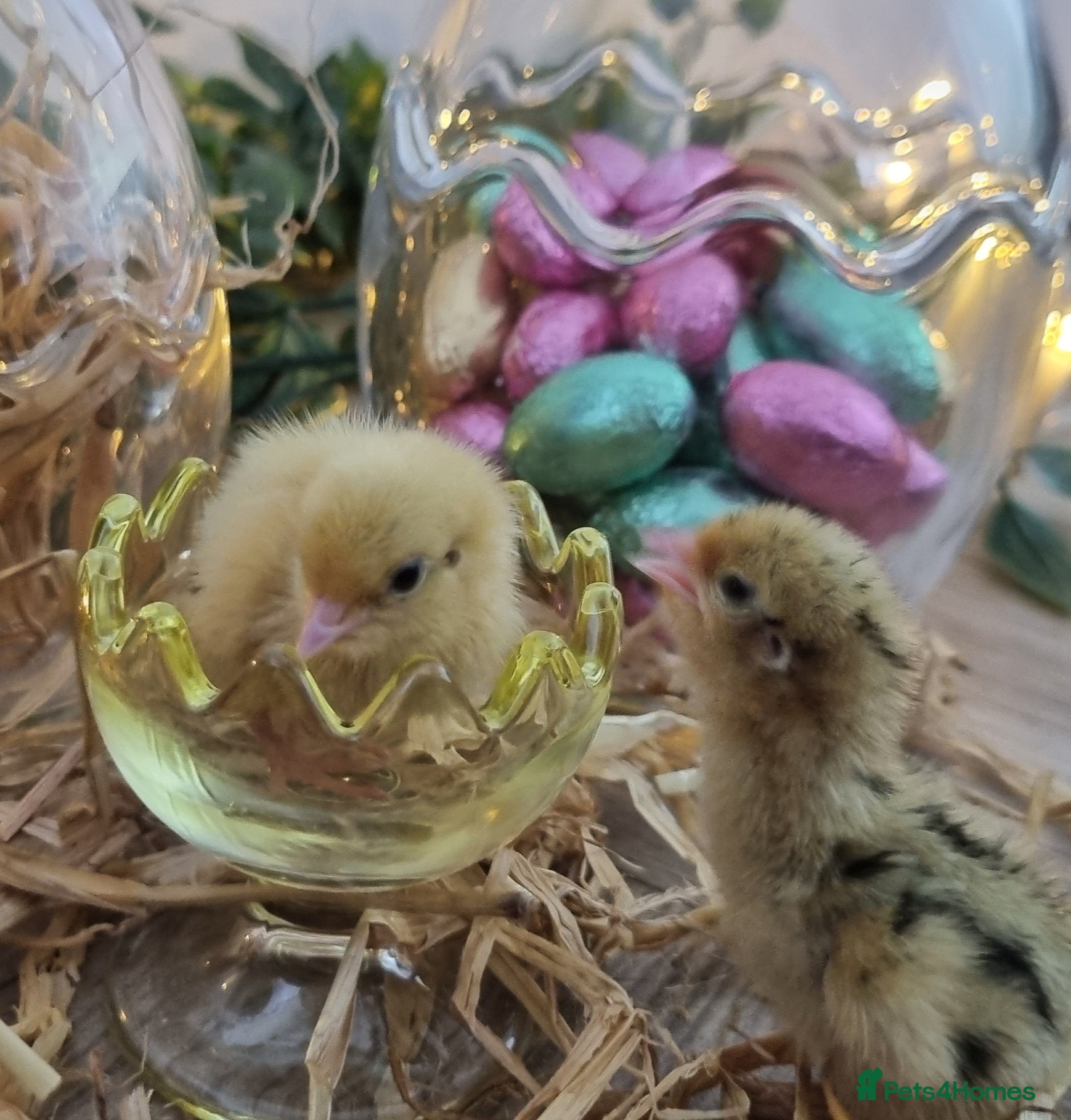 Quail poultry Coturnix quail hatching eggs and chics to order  - Advert 2