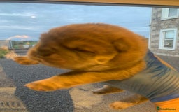 Chow Chow dogs for sale: Stunning male kc chow chow  - Advert 6