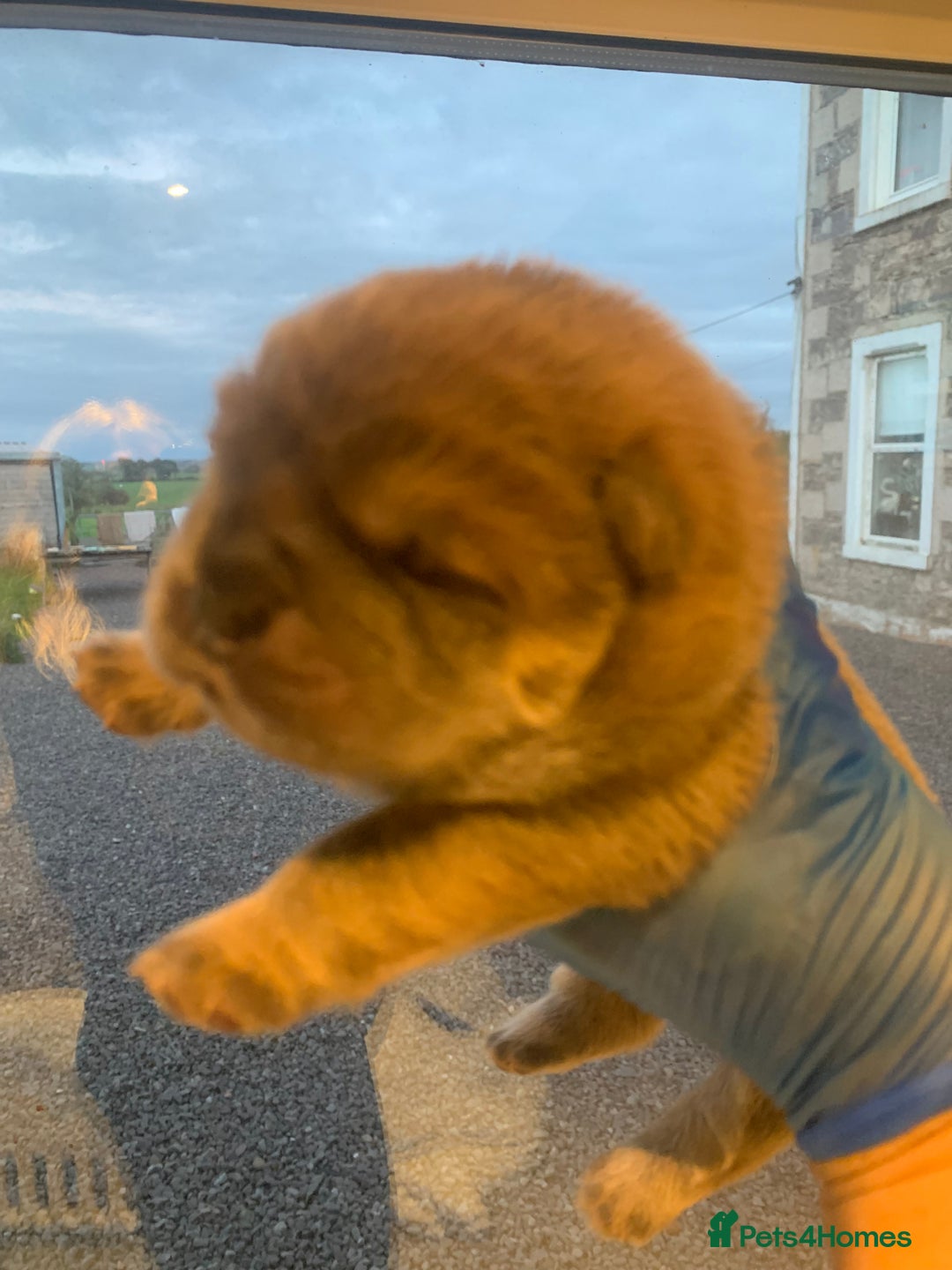 Chow Chow dogs for sale: Stunning male kc chow chow  - Advert 6