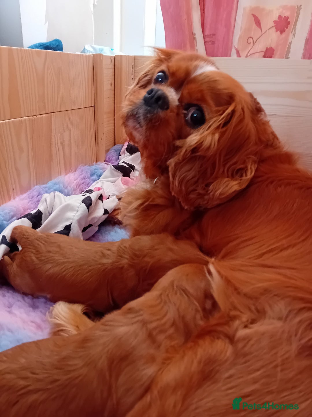 Cavapoo dogs for sale: toy f1 cavapoos for sale - Image 5