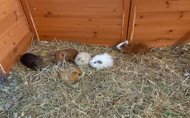 Guinea Pig rodents - Advert 1