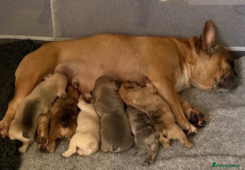 French Bulldog dogs 🐾 ❤️ Beautiful Red Merle Female French Bulldog  - Advert 1