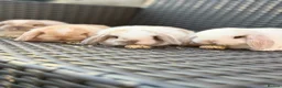 Mini Lop rabbits for sale: Pure bred mini lop bunnies  in Berkhamsted - Advert 13
