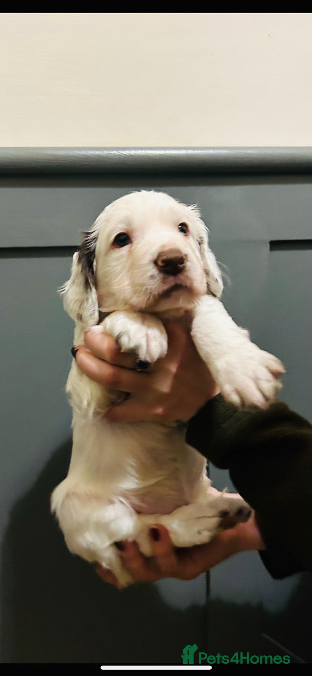 Cocker Spaniel dogs for sale: Working cocker boy exceptional pedigree.  - Advert 8