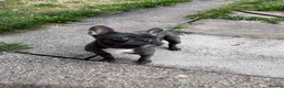 French Bulldog dogs for sale: French bulldog pup in Newcastle upon Tyne - Advert 4