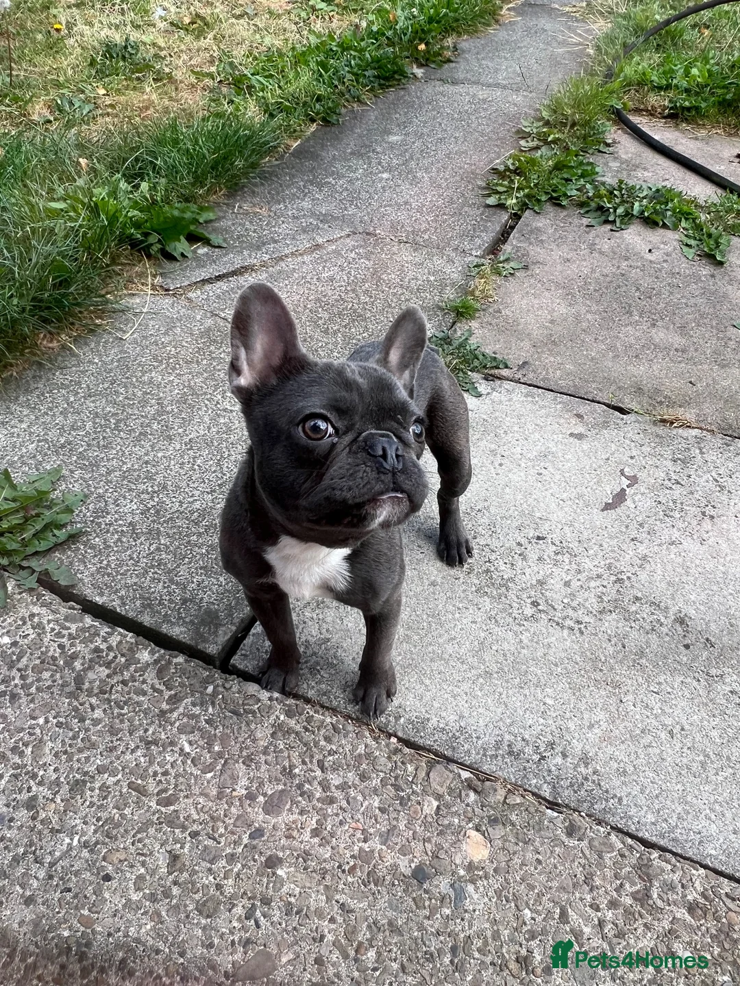 French Bulldog dogs for sale: French bulldog pup in Newcastle upon Tyne - Advert 4