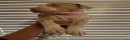 Mixed Breed dogs for sale: Beautiful bandog puppies  - Advert 8