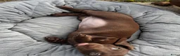 Miniature Dachshund dogs for sale: Whitney - Advert 33