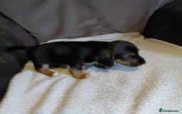 Mixed Breed dogs for sale: Dachshund x jack russle - Image 4