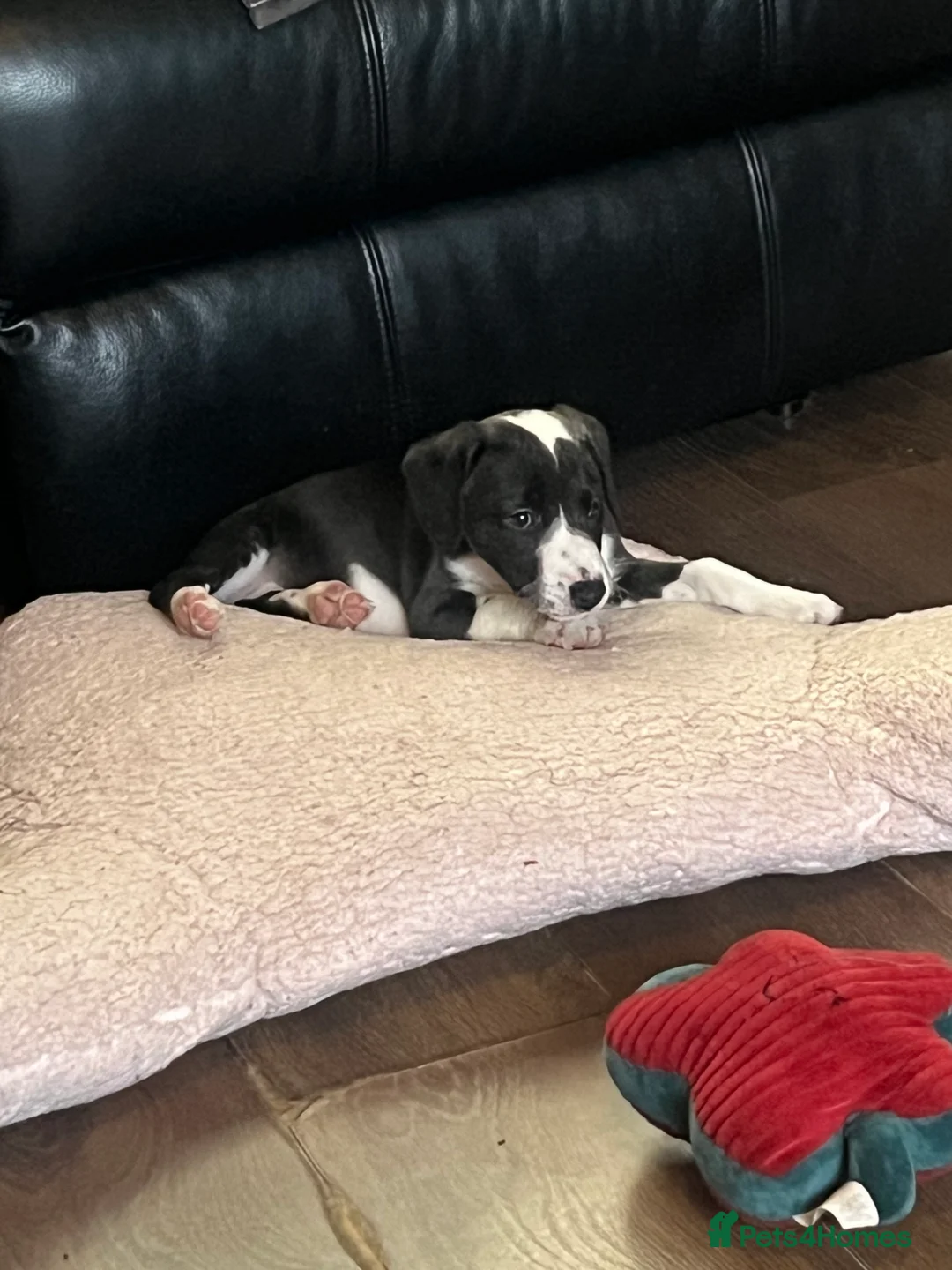 Lurcher dogs for sale: Bedlington Whippet pups for sale - Advert 10