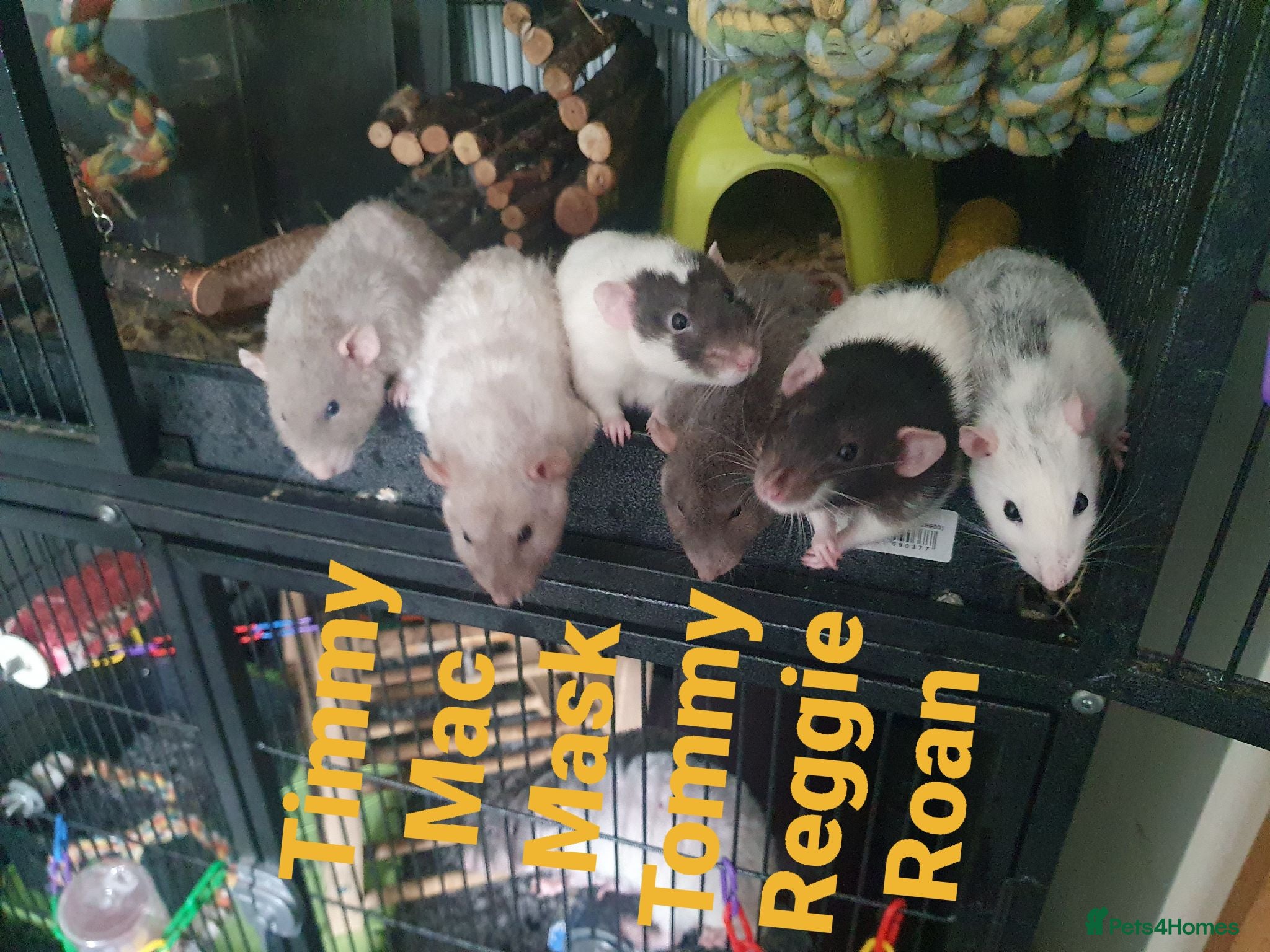 Rat rodents 9 Male rats (rehome in smaller groups) - Advert 4