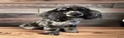 Cockapoo dogs for sale: Gorgeous cockapoo puppies, health tested parents. - Advert 5
