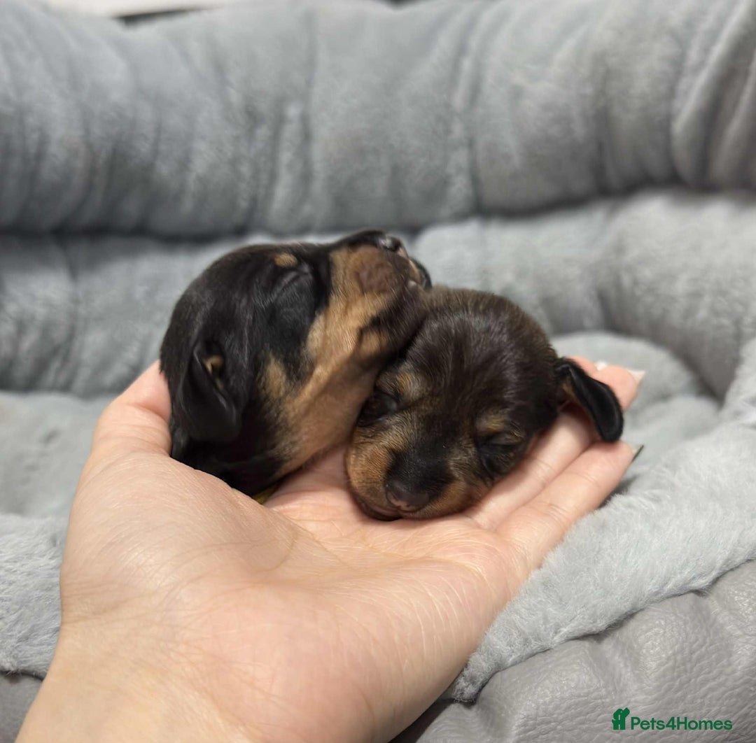 Miniature Dachshund dogs for sale: Wire haired puppies! Boys and girls - Advert 4