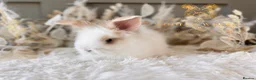 Angora rabbits for sale: Fully Vaccinated Angora Litter - Advert 11