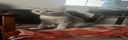 British Shorthair cats for sale: 2 boy BSH kittens left! (£500 for both) - Advert 18