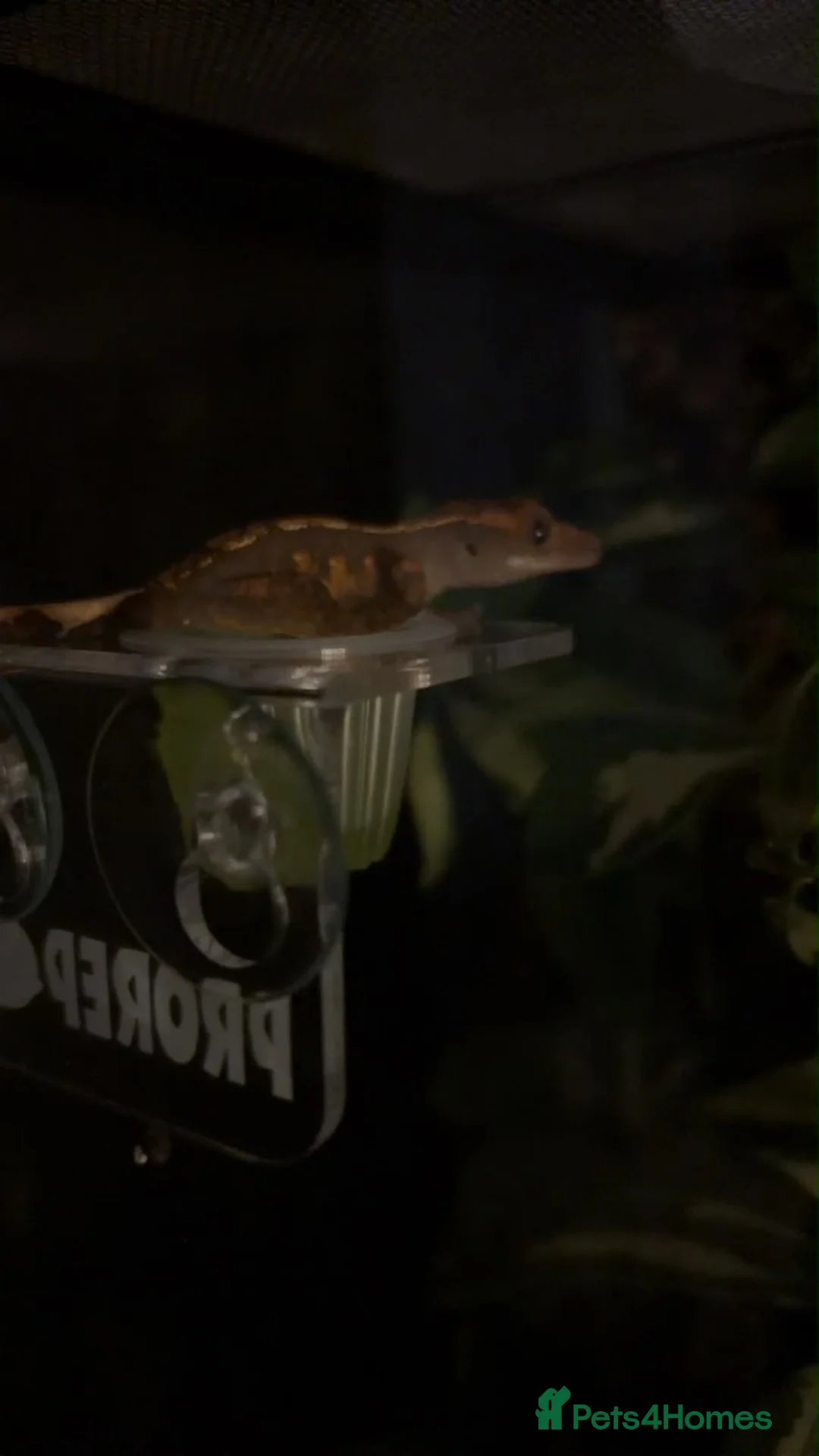 Gecko reptiles for sale: Crested Gecko in Poole - Advert 2