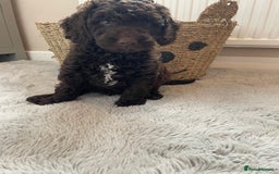 Mixed Breed dogs for sale: Australian Goldendoodles stunning BOYS ONLY   - Image 15