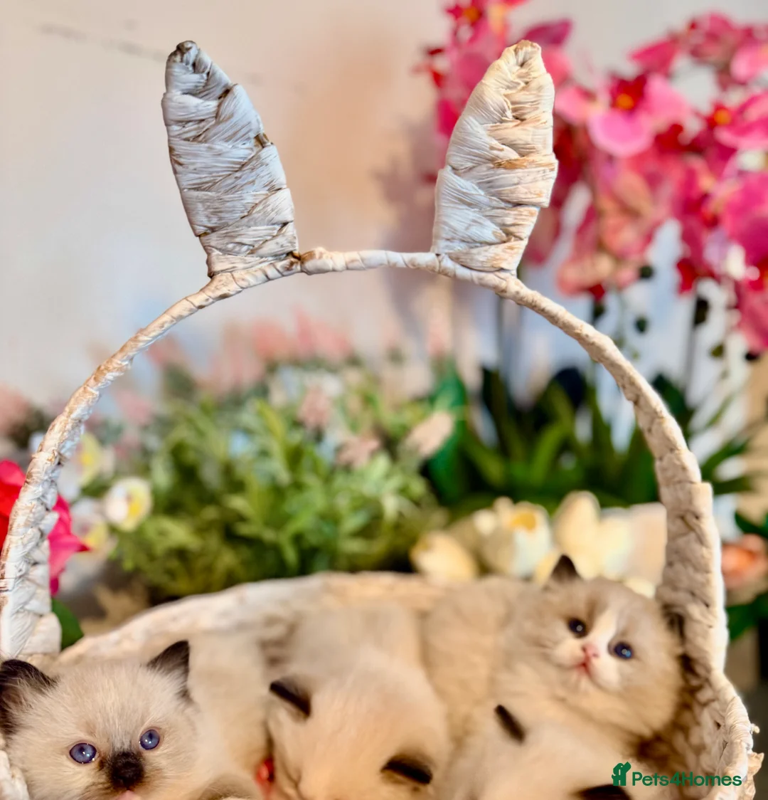 Ragdoll cats for sale: 🩷✨🏅GRAND CHAMP LINE TOP QUALITY RAGDOLLS - Advert 19