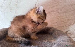 Scottish Fold cats for sale: Scottish fold kittens in hull - Image 33