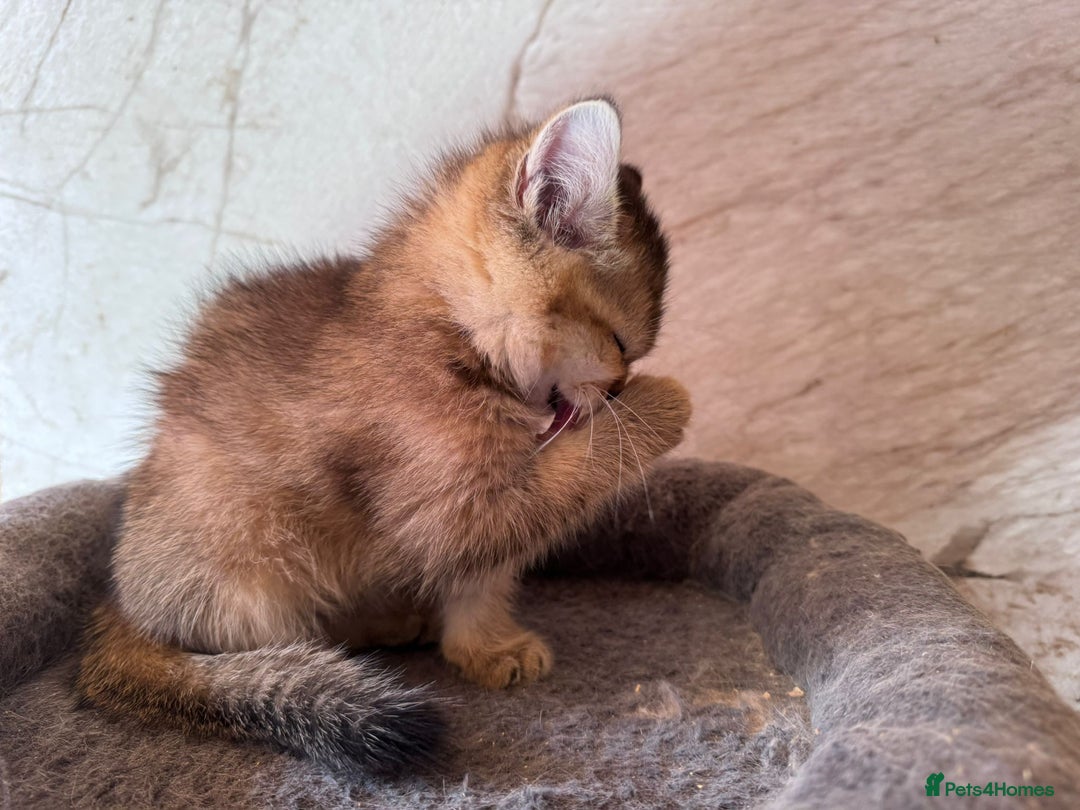 Scottish Fold cats for sale: Scottish fold kittens in hull - Image 33