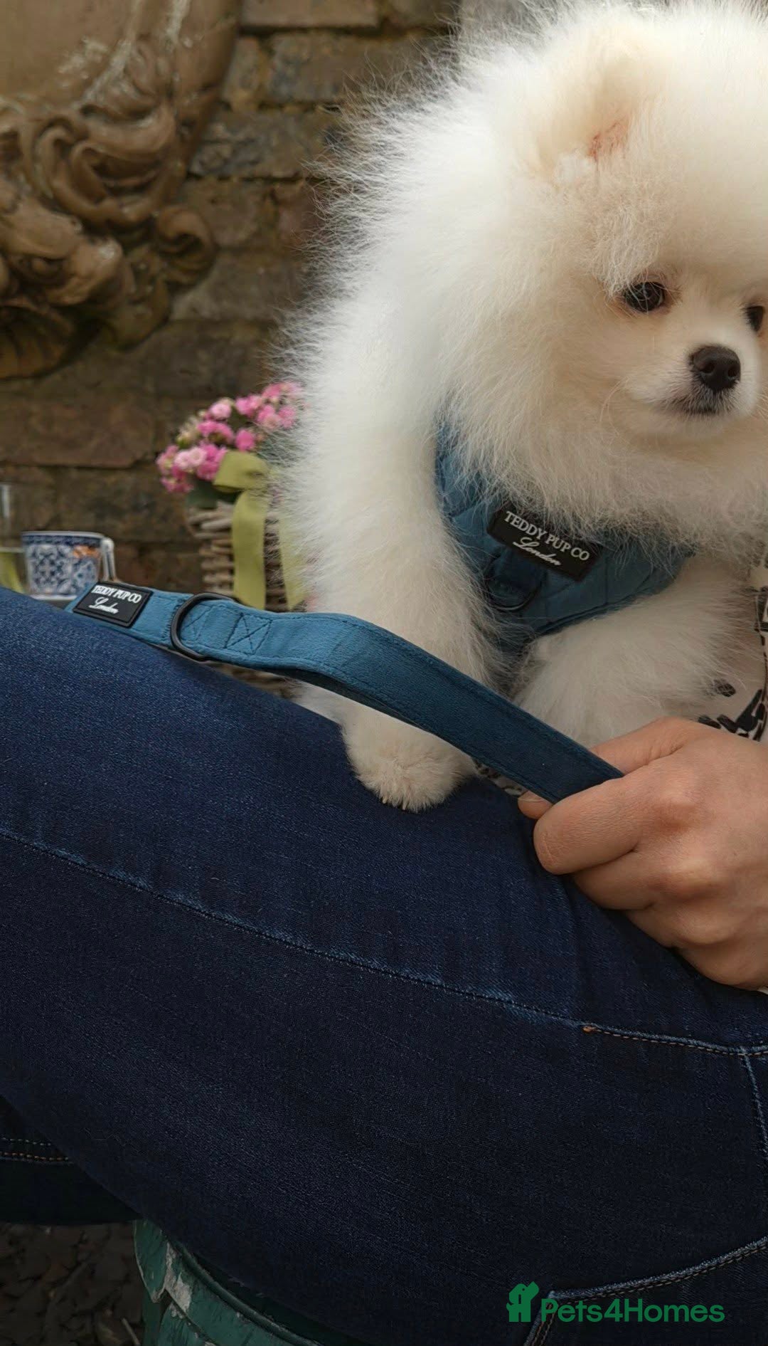 Pomeranian dogs Stunning WHITE Teddy type KC Pomeranian Boy - Advert 1