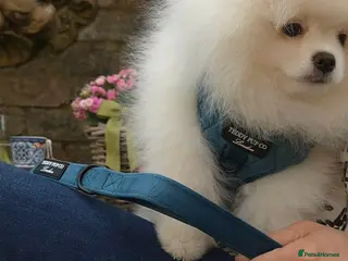 Pomeranian dogs for sale: Stunning WHITE Teddy type KC Pomeranian Boy - Advert 3