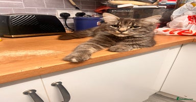 Maine Coon cats - Advert 5