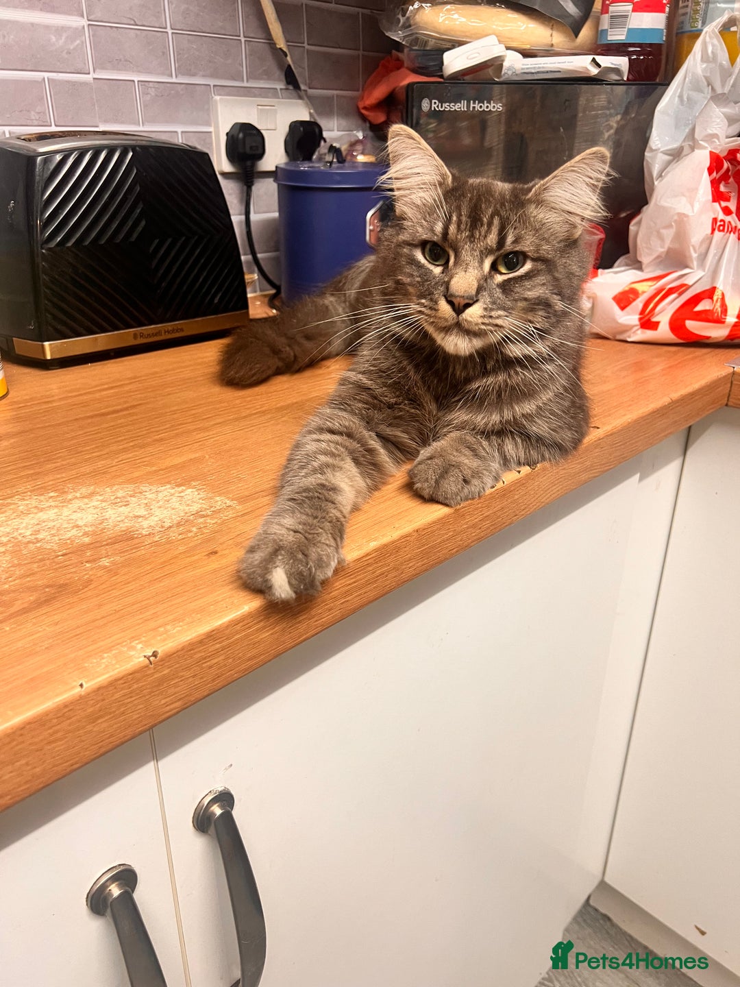 Maine Coon cats for sale: Ready now - Image 2