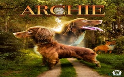 Cocker Spaniel dogs for sale: KC Reg Fox Red Working Cocker Spaniel Male  - Image 12