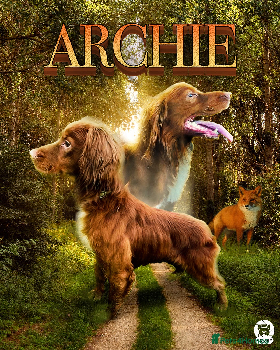 Cocker Spaniel dogs for sale: KC Reg Fox Red Working Cocker Spaniel Male  - Image 12
