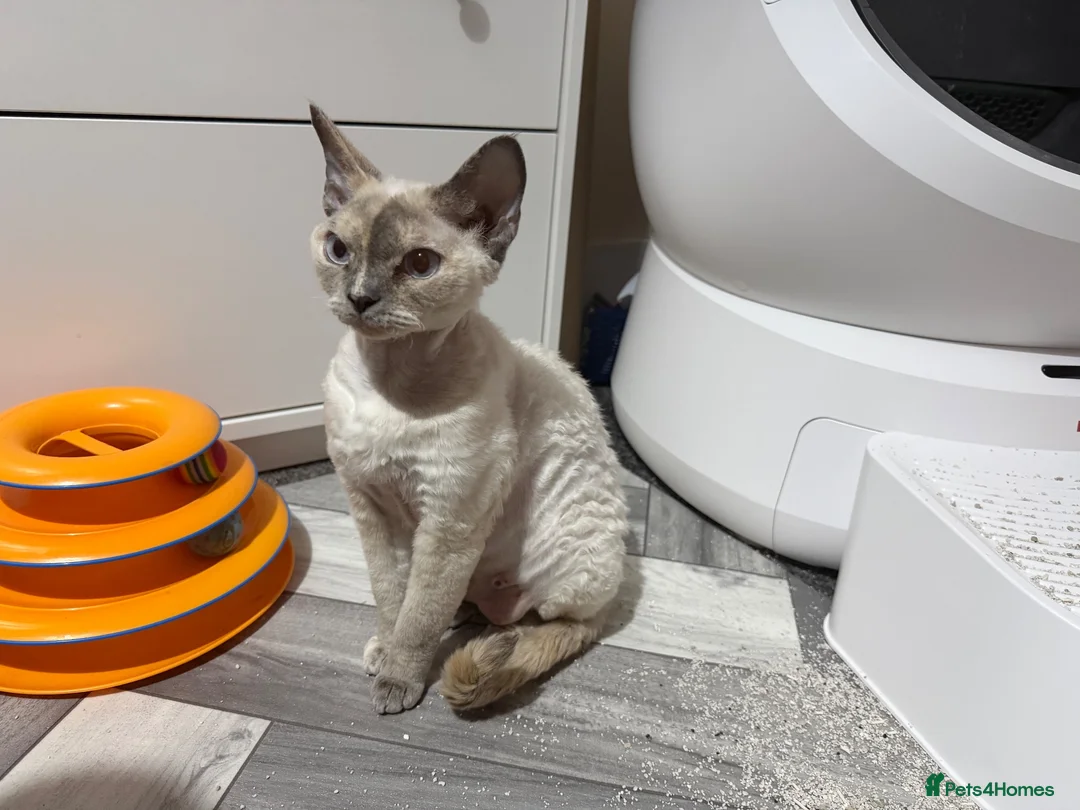 Devon Rex cats for sale:  Sorell – TheLittle Shadow Who Steals Your Heart  - Advert 2