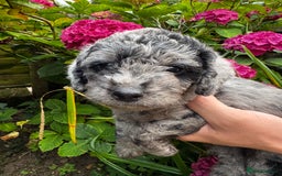 Labradoodle dogs for sale: One beautiful F1B Labradoodle puppy left!  - Image 21