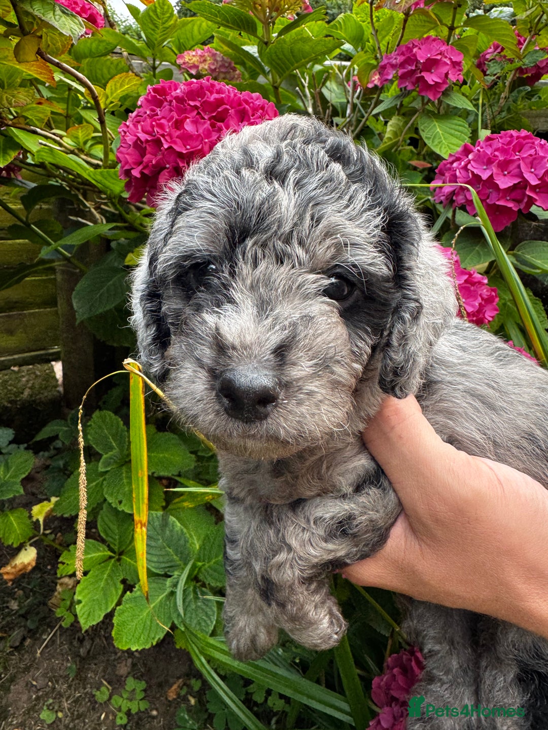 Labradoodle dogs for sale: One beautiful F1B Labradoodle puppy left!  - Image 21