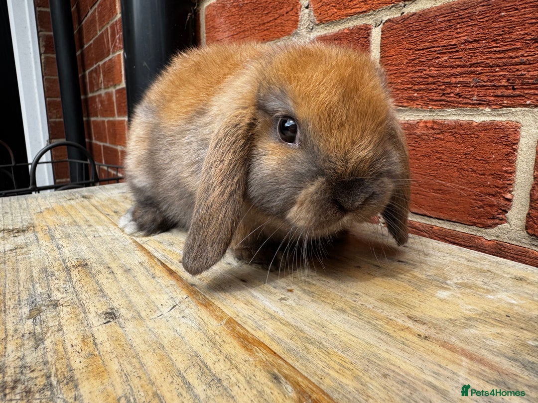 Mini Lop rabbits for sale: Mini Lops bunnies (1 Boy) ready now 10 weeks - Image 2